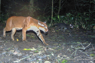 Illustration for article titled The First-Ever Footage Of An African Golden Cat Attacking Prey